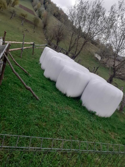 Vand fan verde de gradina