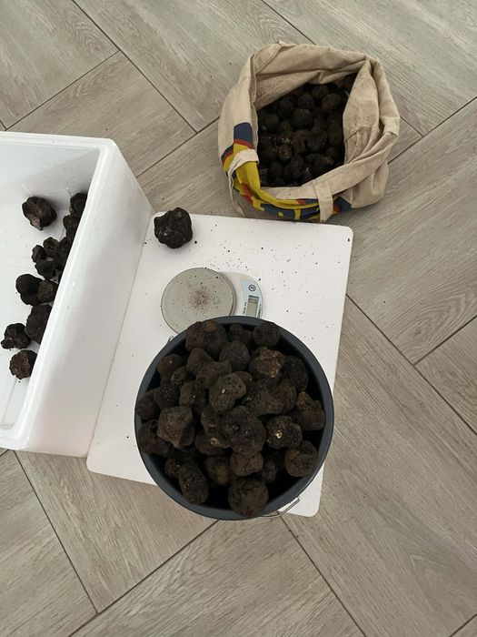 Trufe negre de iarnă