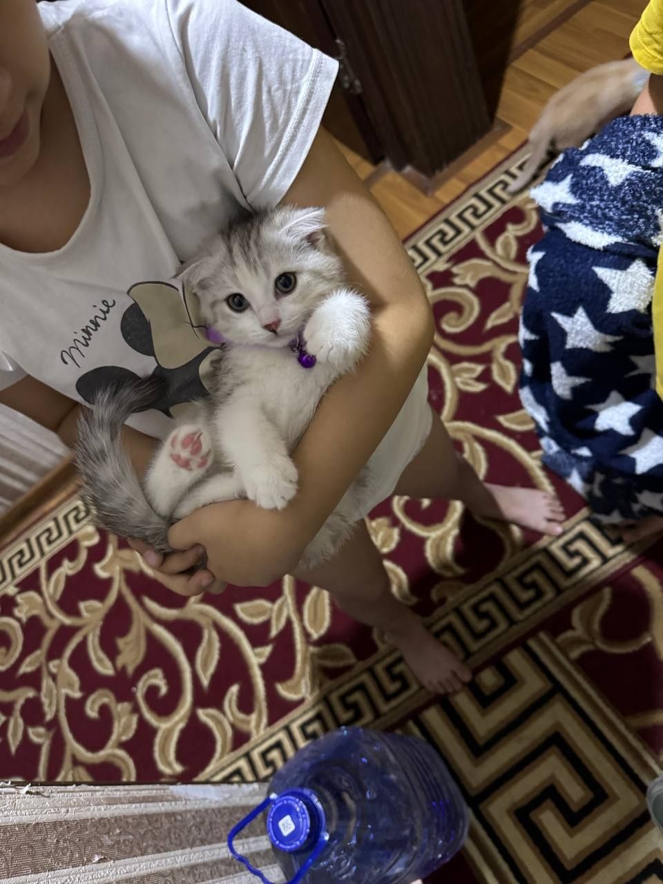 Продаётся кошка вислоухая