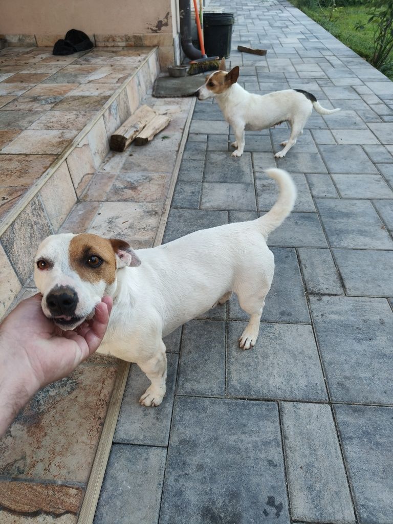 Jack Russell Terrier
