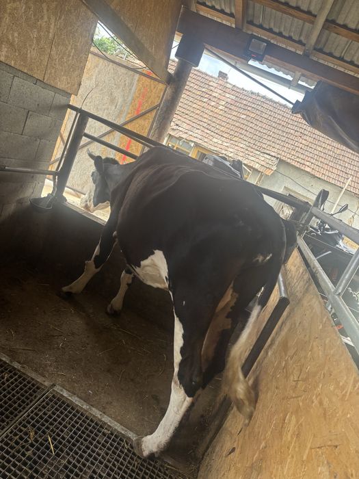 Vaca baltata romaneasca pe negru