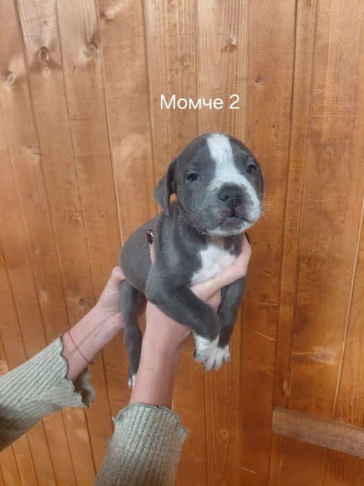 Сини питбули с ваксина и паспорт