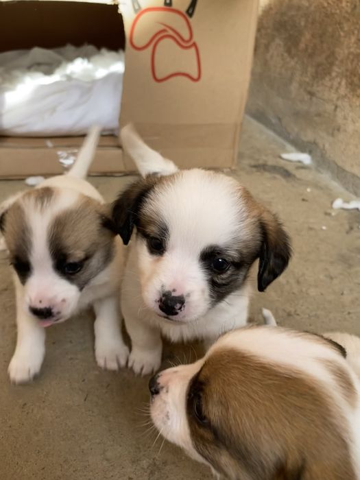 catelusi de curte si lup