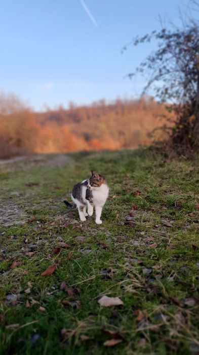 Donez pisici, pisicute