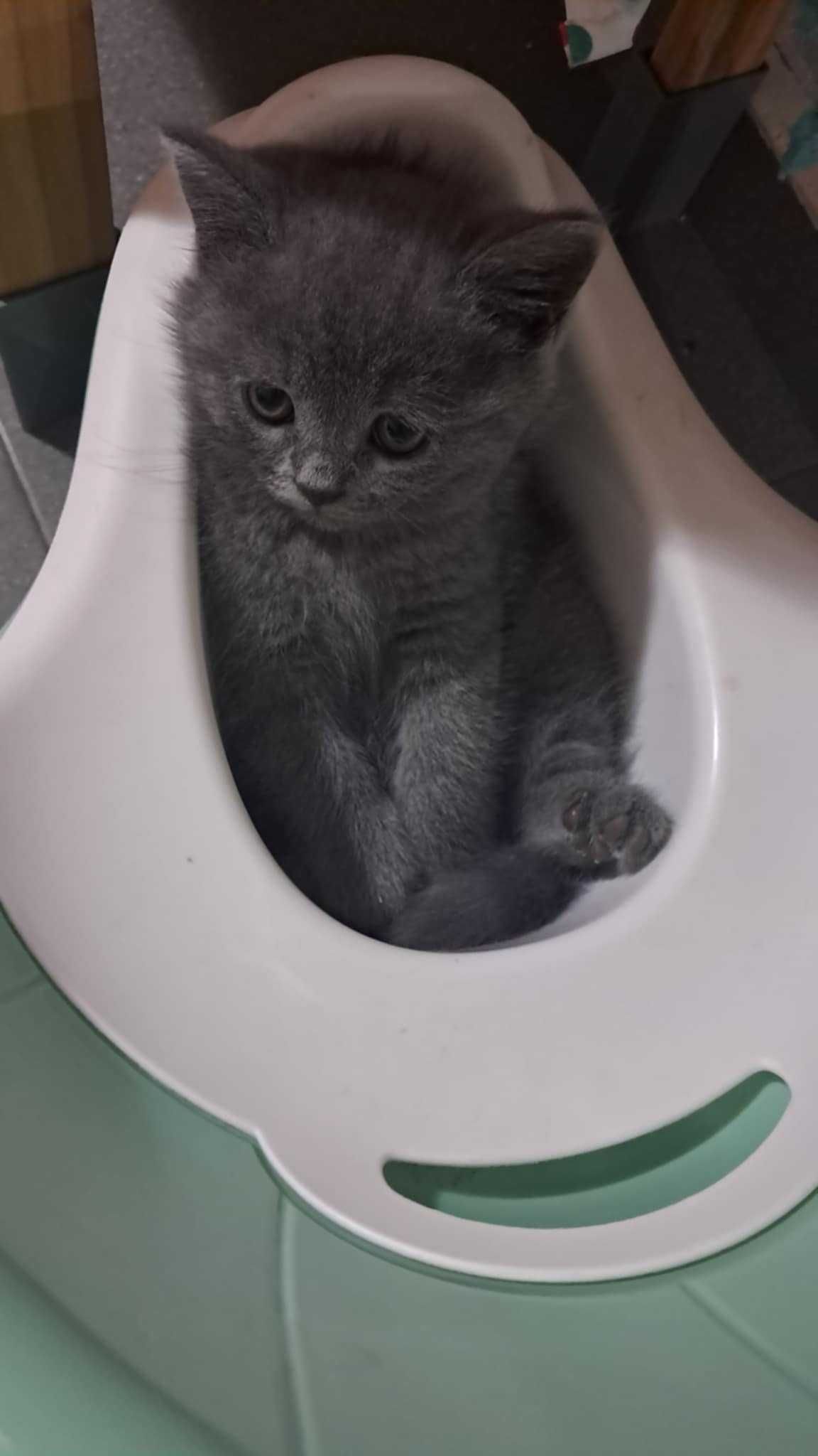 Британски котета