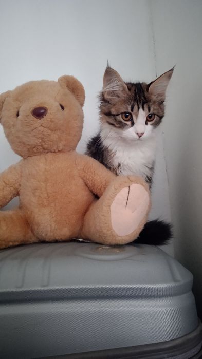 Мушукчалар сотилади.