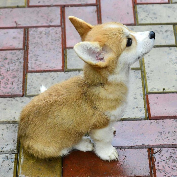 Cățeluș Corgi perfect. Vaccinat, deparazitat, pedigree, microcip