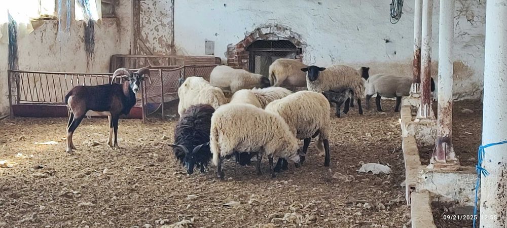 Продавам овце съфолк, маришка и декоративни кози и овце