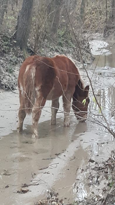 Vând Mânză ardeneza