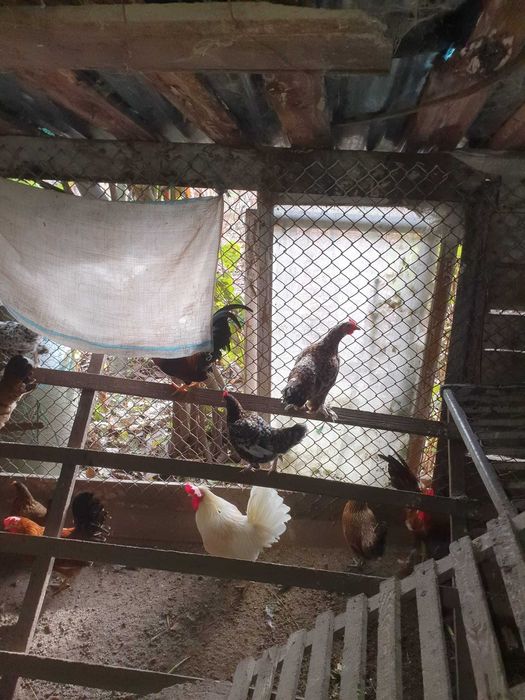 Cocoși și găinuțe de munte