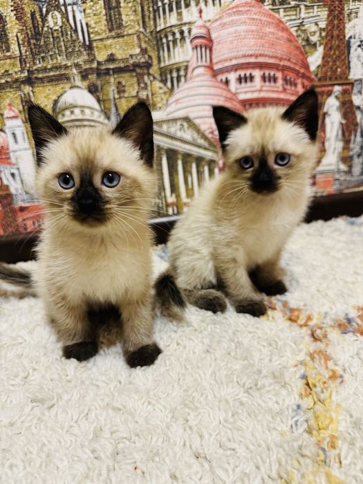Сиамские котята маленькие