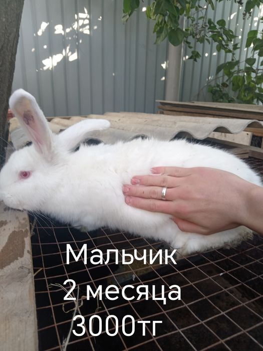 Продам кроликов великанов