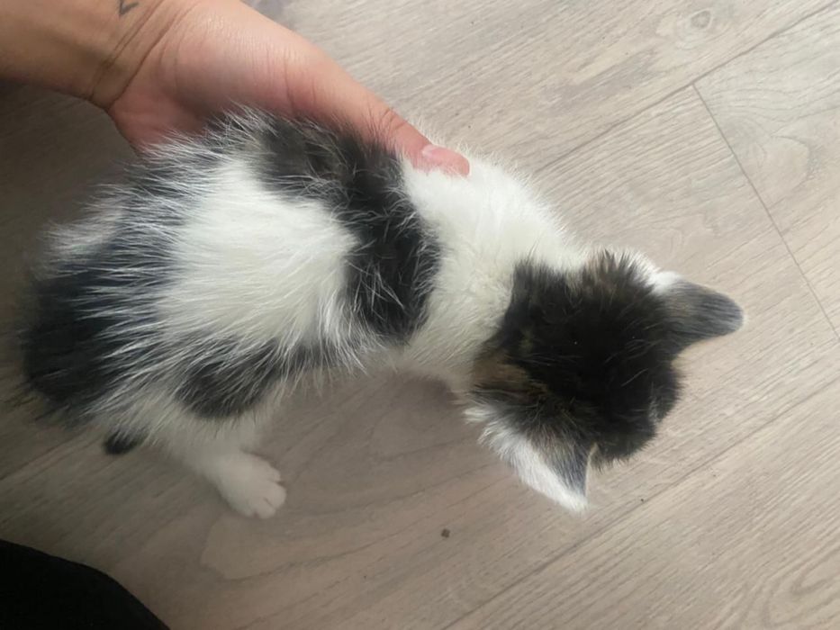 СРОЧНО!! Раздам котят мышеловов
