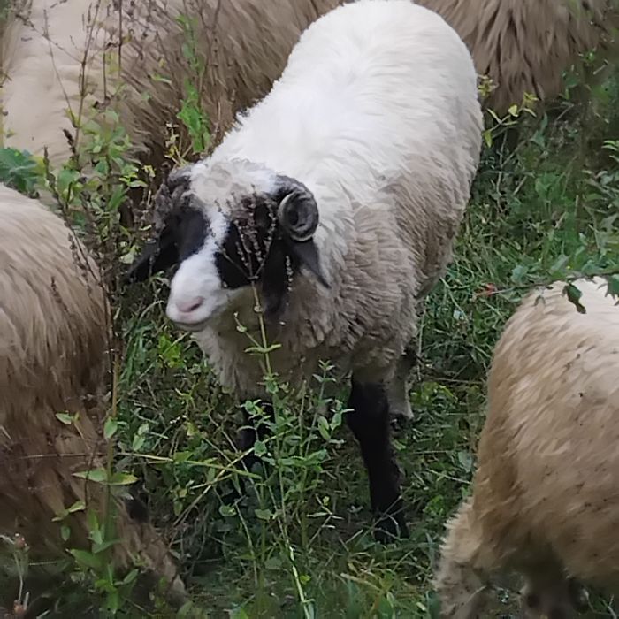 2 Oi disponibile  pe ales