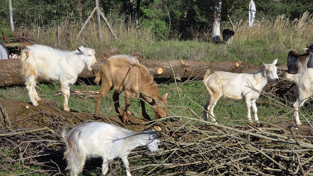 Vând 8 țapi 300 lei negociabil
