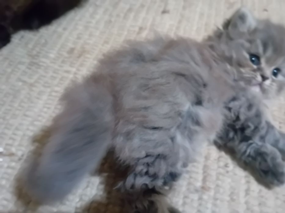 Персийски котки женски и мъжки