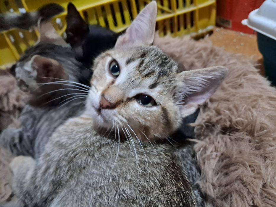 Dau spre adopție pisicuțe