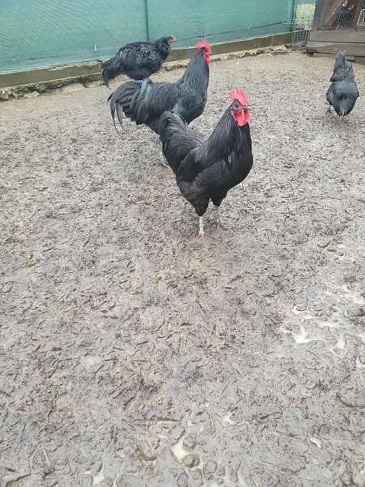 Gaini cocosi Australorp negru