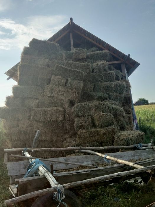 Vând baloți de lucernă