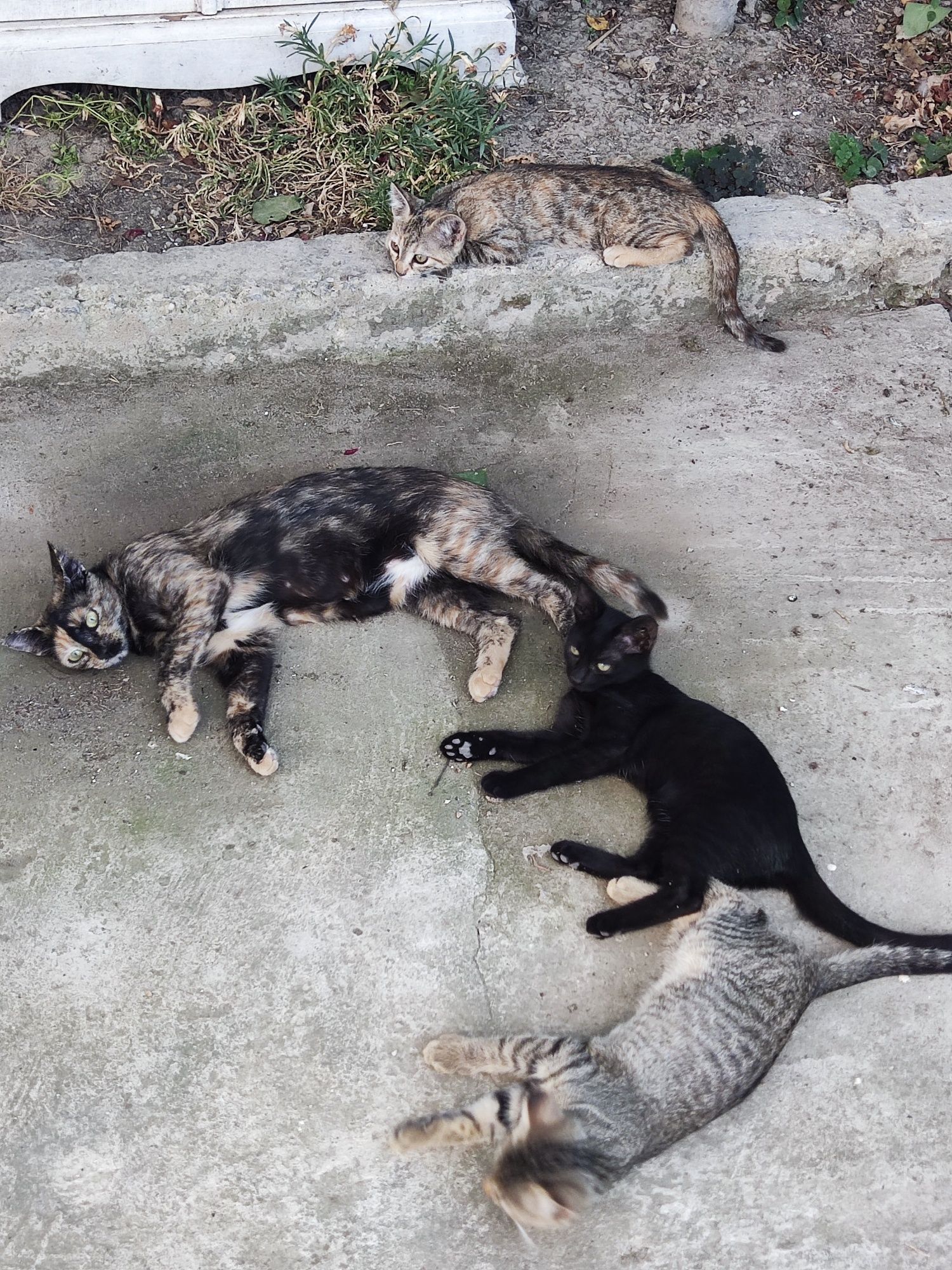 Подарявам котенца