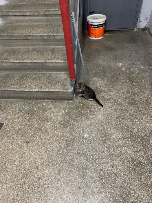 Adoptie 2 pisici ( pisica pisic )