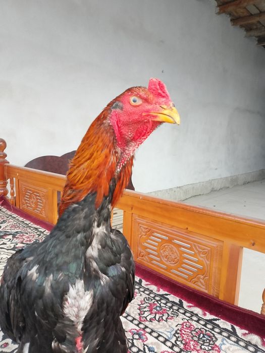 Dakan xoroz sotiladi soglom 100 foyiz bir tulak