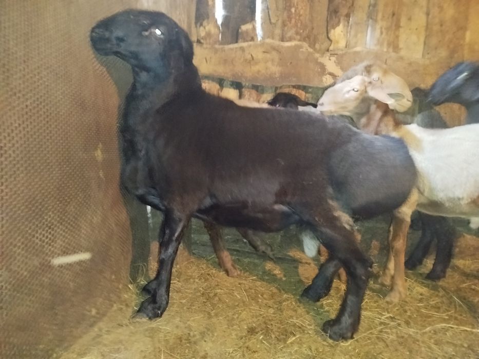 Кошкар производитель Едильбай