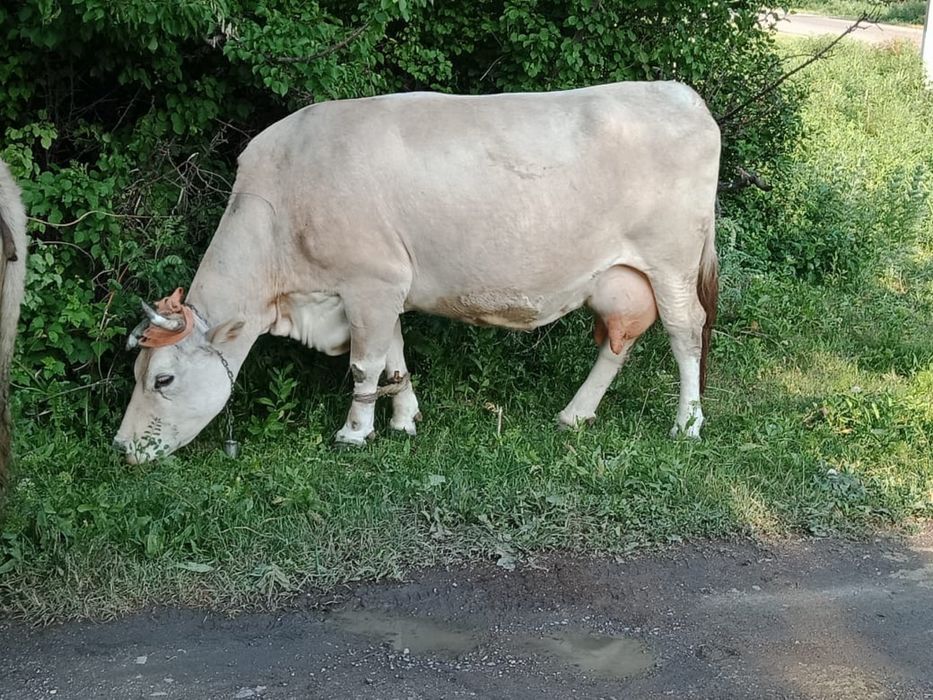 Продам коров , Тургень