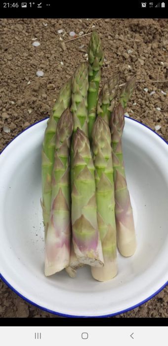 Rădăcini ,coroane sparanghel