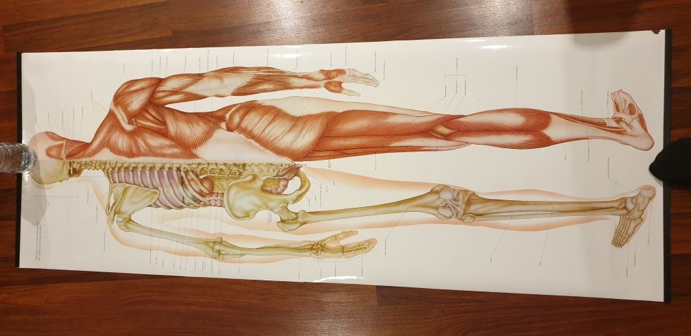 Mapa corpului uman 175 cm mapa