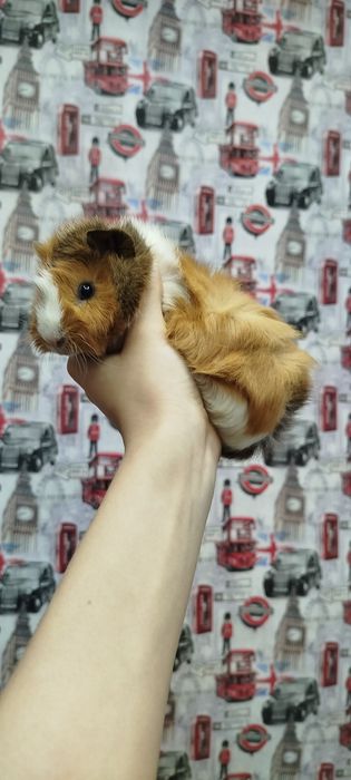Продам морских свинок