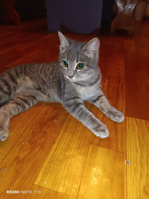 Отдадим кошку бесплатно