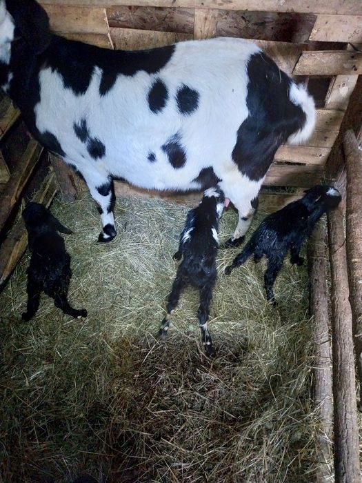 Vand Capre Anglonubian