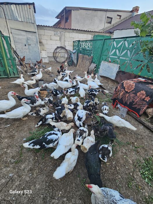 Vand rate lesesti.100 lei bucata