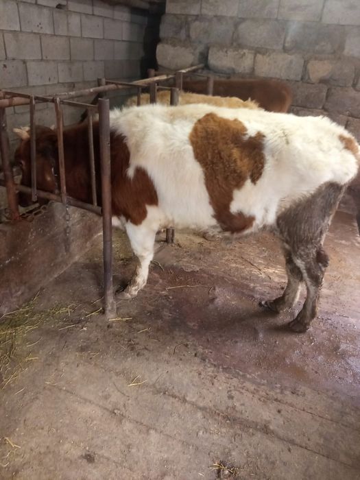 Продам телок и бычок