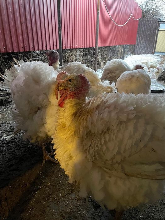 Продам шикарных индюков