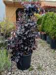 Plante crescute la ghiveci plantare în orice perioadă a anului