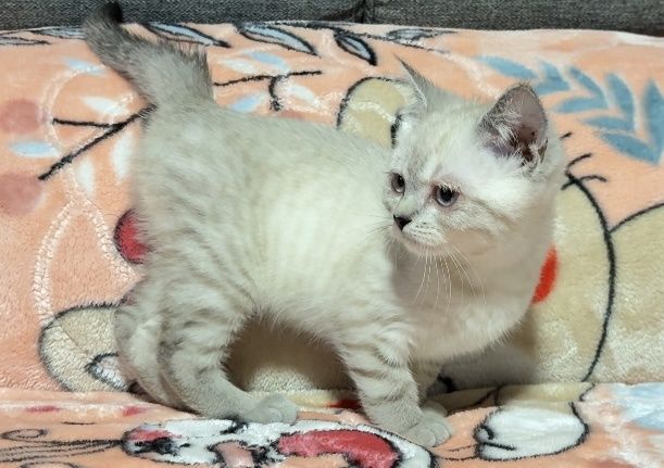 Британска късокосместа момче