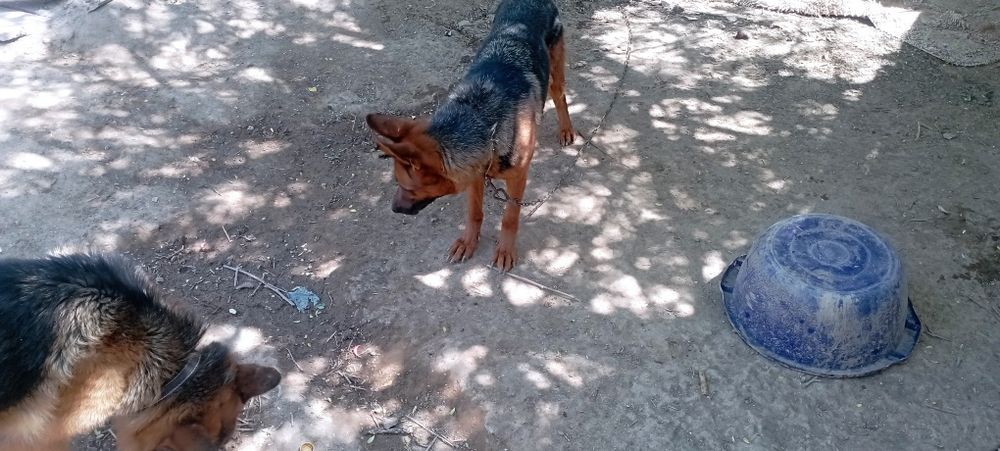 Немицки кыз кушик