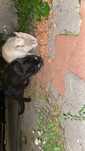 2 pisici se dau spre adoptie