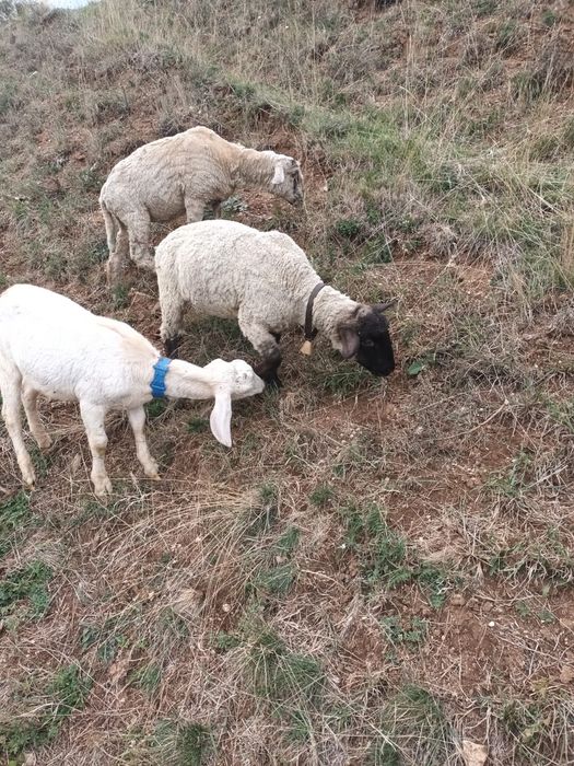 Vind trei mieluțe metis sufolk