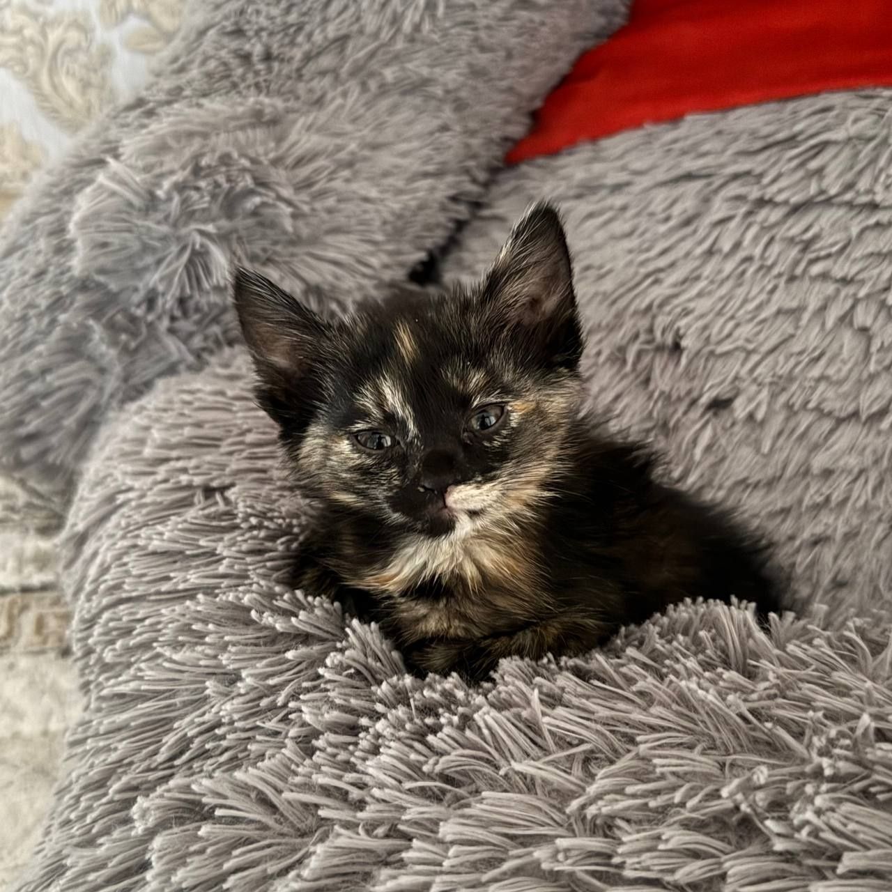 Котенок в добрые руки