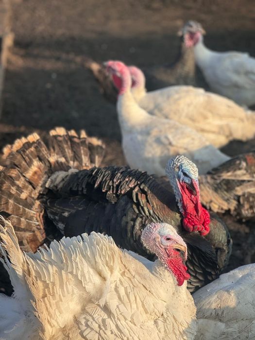 Продам самцов и самок