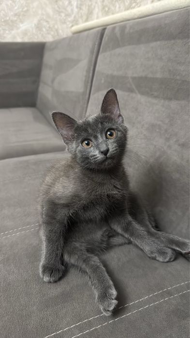 Отдам котенка в хорошие руки