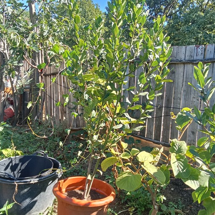 Vând dafinii și niște lamai (citiți descrierea)!!