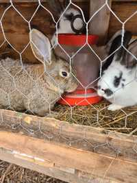 Vând sau schimb iepuri rasă mixtă