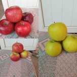 Продам яблоки домашние