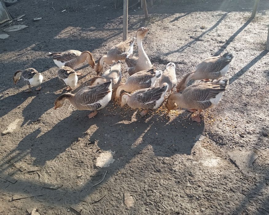 12 gâscă de vânzare