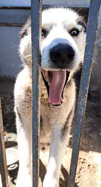 Husky siberian (gratis )