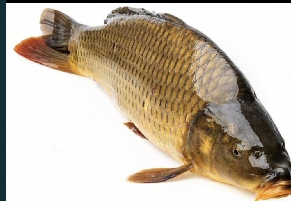 Рыба Сазан свежий.
От 2 кг до 10-15 кг 
На коктал, можно на стейки нар